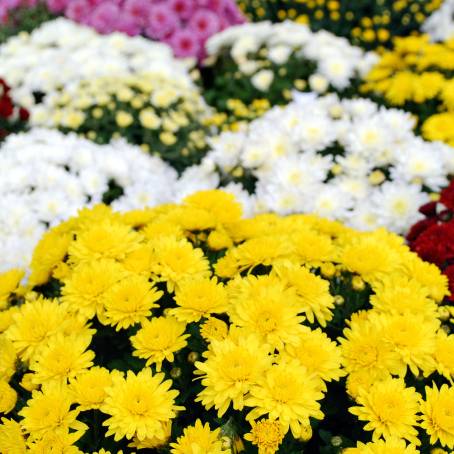 Chrysanthemum Delight Blue, Pink, Red, and Yellow Flower Spectacle