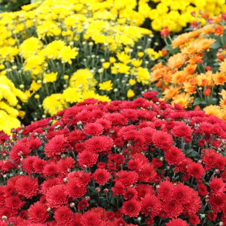 Chrysanthemum Garden Blue, Pink, Red, and Yellow Flower Blooms