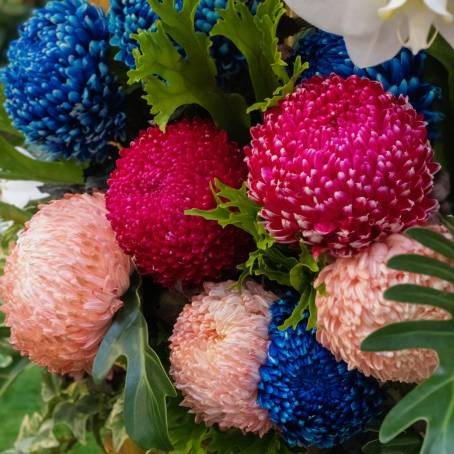 Chrysanthemum Garden Spectacle Blue, Pink, Red, and Yellow Blooms