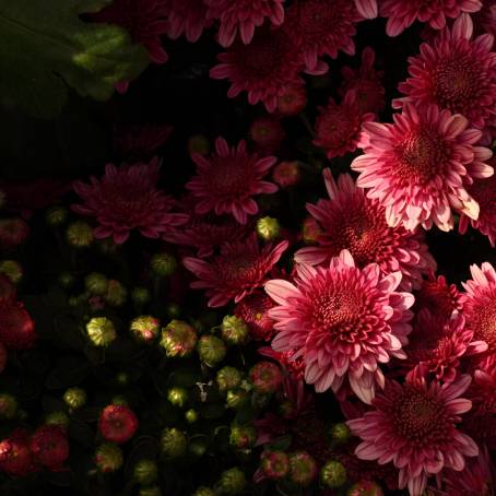 Chrysanthemum Harmony Blue, Pink, Red, and Yellow Flower Palette