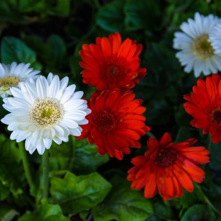 Chrysanthemum Symphony Blue, Pink, Red, and Yellow Flower Elegance