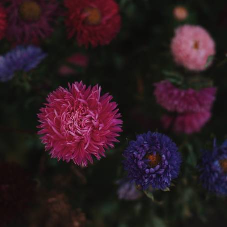 Chrysanthemum Wonderland Blue, Pink, Red, and Yellow Flower Display