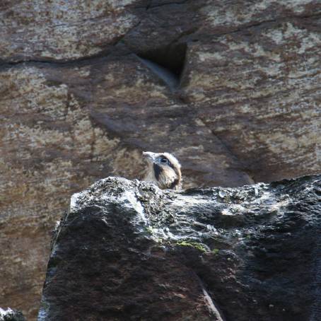 City Church Falcon Feeding Chicks Peregrine Raptor