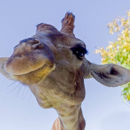 Close Up of a Giraffe with Detailed Spots and Long Neck