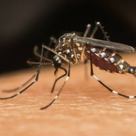 Close Up of Aedes Aegypti Mosquito on Skin Understanding Dengue, Zika, and Chikungunya Risks