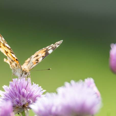 Close Up of Butterfly on Purple Blooms with Blurred Background of Sky and Clouds