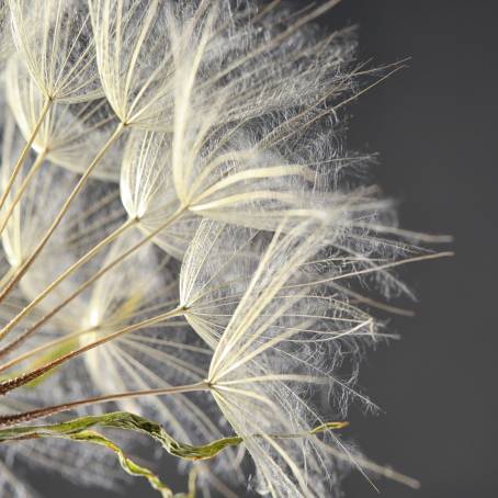 Close Up of Dandelion Goatsbeard Head Seed Macro Floral Background