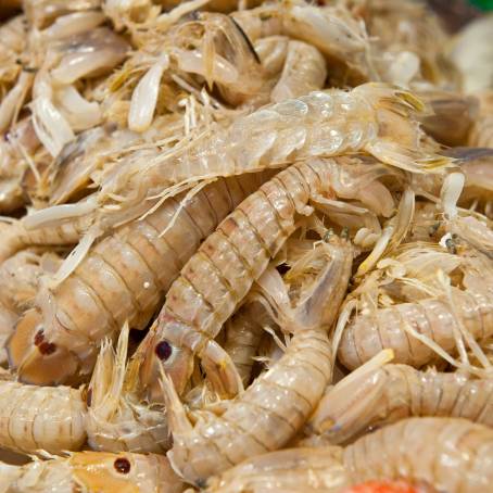 Close Up of Mantis Shrimp for Sale Seafood on Ice at Thai Fish Market