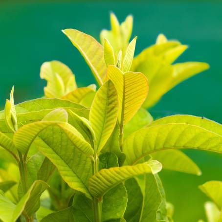 CloseUp Botanical Portrait of Brownea Ariza Young Green Leaves