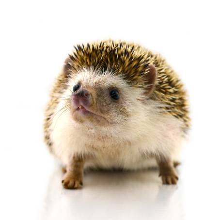 CloseUp Hedgehog on White Isolated Background