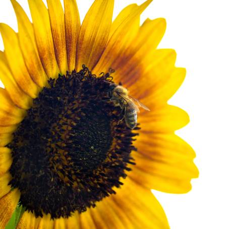 CloseUp Macro of Bee on Sunflower Blossom