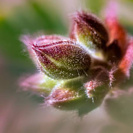 CloseUp Macro of Water Drops on Geranium Flower Petals