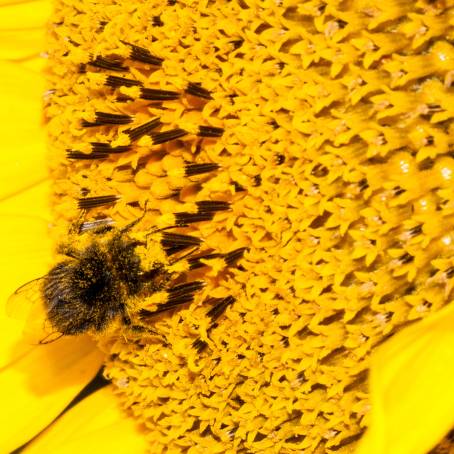 CloseUp Macro Photography of Bee on Sunflower