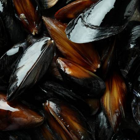 CloseUp Mussels in Shells on White Surface