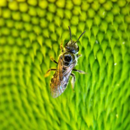 CloseUp of Bee Pollinating Bright Sunflower Macro