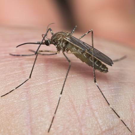 CloseUp of Common House Mosquito on Finger