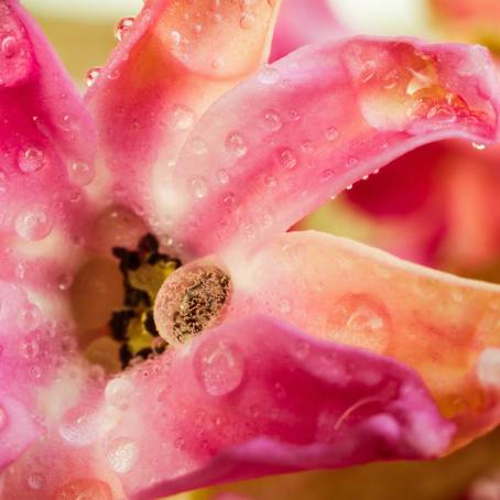 CloseUp of Dew Drops on Geranium Flower Petals with Macro Lens