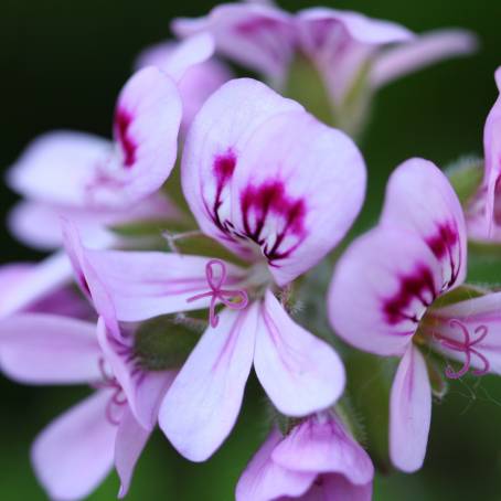 CloseUp of Geranium Petals with Water Droplets Macro Detail