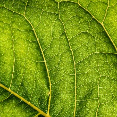 CloseUp of Green Mint Leaves Vibrant Foliage with Detailed Patterns and Textures