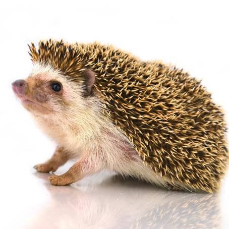 CloseUp of Isolated Hedgehog on White Background