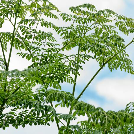 CloseUp of Moringa Oleifera The Tree of Life