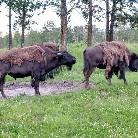 CloseUp of Plains Bison in Waterton Lakes National Park, Alberta