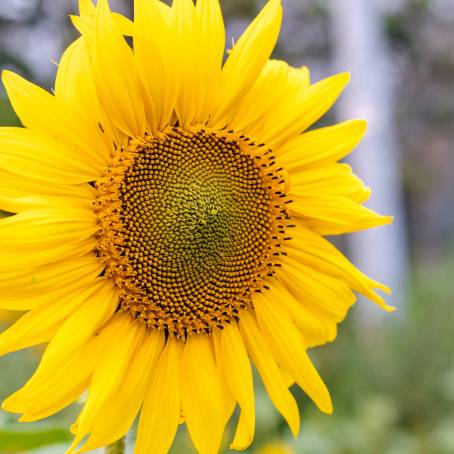 CloseUp of Sunflower Buds with Artistic Bokeh Background