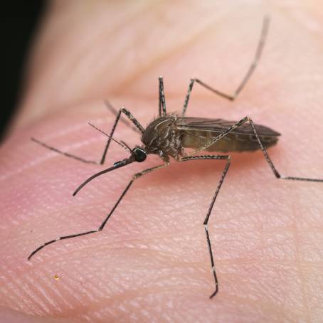 CloseUp View of Culex pipiens on Finger