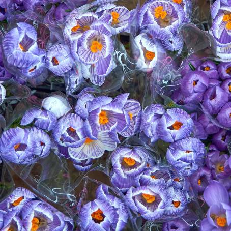 Colorful Crocus Blooms Brightening a Sunlit Garden