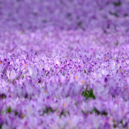 Colorful Crocus Flowers Blooming in the Sunlight