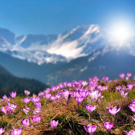 Colorful Crocus Flowers Illuminated by Sunlight