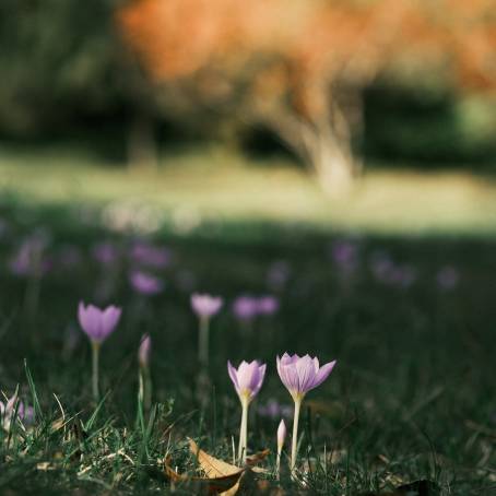 Colorful Crocus Flowers Shining in the Sun