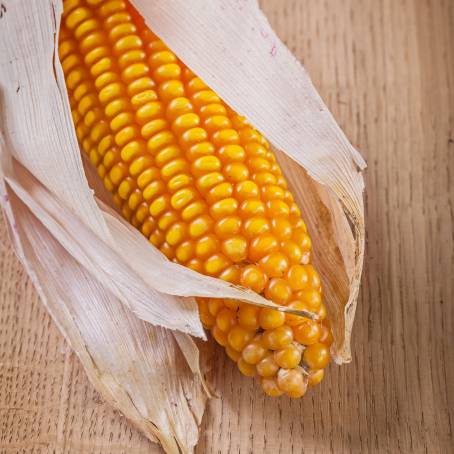 Corn Seed and Peeled Ear TopDown Isolated View