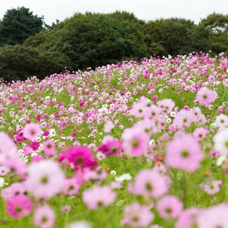 Cosmos Flower Field A Beautiful and Amazing Landscape of Blooming Colors