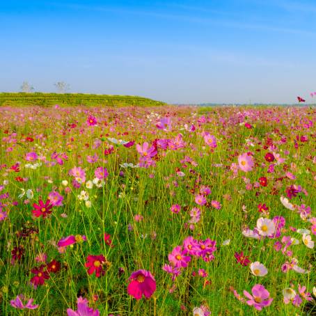 Cosmos Flower Field A Beautiful and Amazing Landscape of Blooming Natures Colors