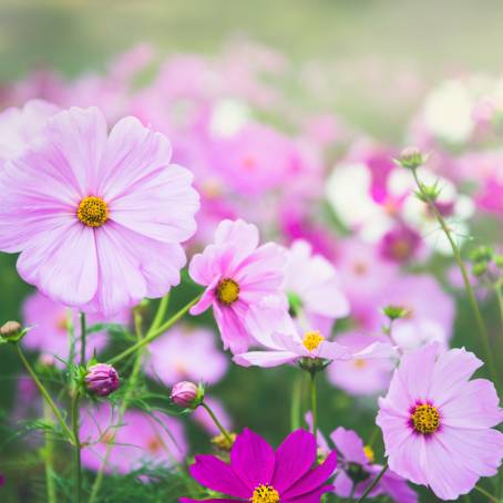 Cosmos Flower Field A Beautiful Landscape of Vibrant Blooms and Scenic Beauty