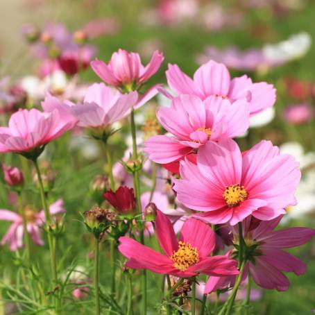 Cosmos Flower Field A Stunning and Vibrant Landscape of Blooming Colors