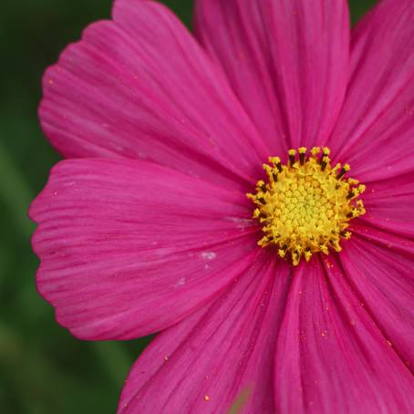 Cosmos Flower Field in Full Bloom A Stunning Landscape of Vibrant Colors