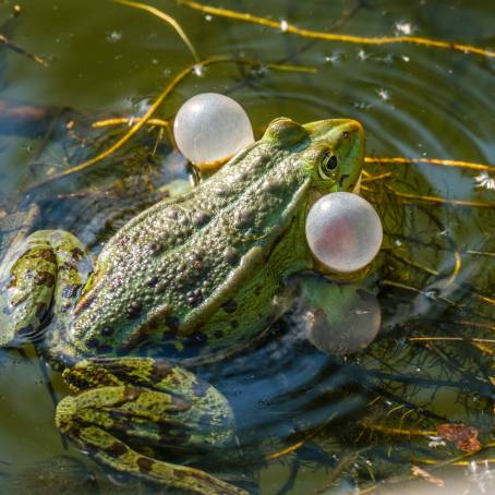 Courtship Display of Taiwans Green Tree Frog