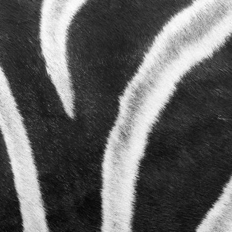 Creative Zebra Fur Texture for Modern Nature Art and Design