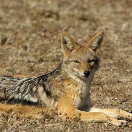 Cute Blackbacked Jackal Pup at Its Burrow in Botswana