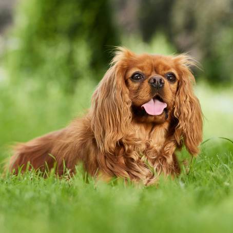 Cute Cavalier Spaniel Dog Portrait Highlighting the Gentle Nature of a Furry Friend