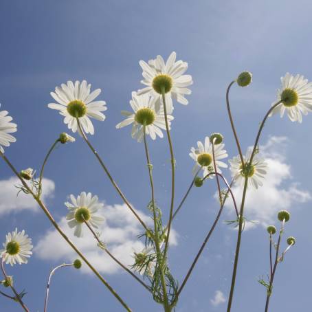 Daisy Flowers Among Clouds A Low Angle View of Natures Beauty