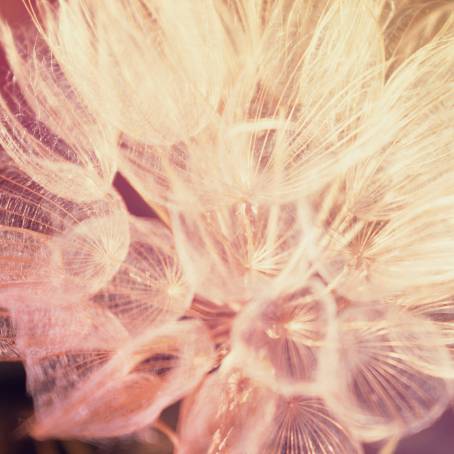 Dandelion Goatsbeard Seed Head CloseUp Macro Floral Background