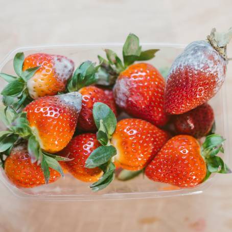 Decomposing Strawberry in Box with Mold and Fungi