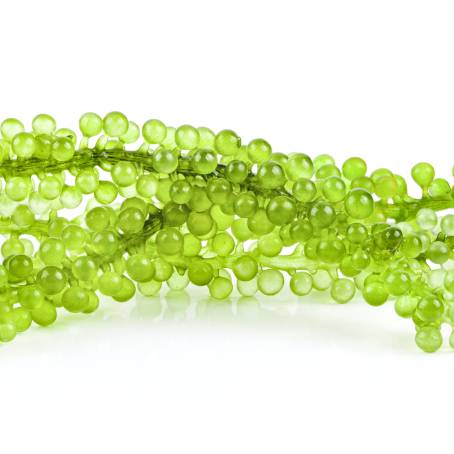 Delicate Sea Grapes Green Caviar Soft Focus on Plain White Background