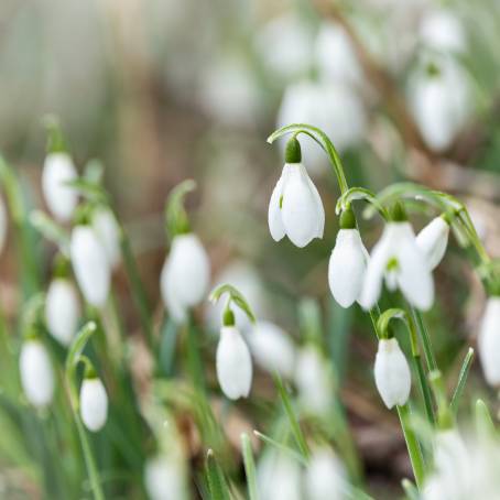 Delicate Snowdrops Amongst the Winter Icy Embrace