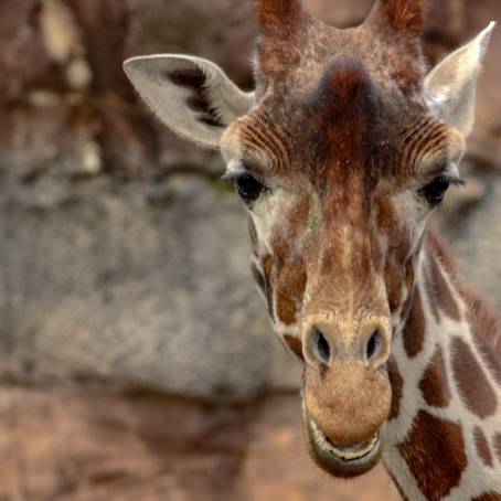 Detailed CloseUp of Giraffes Neck and Head with Emphasis on Spots