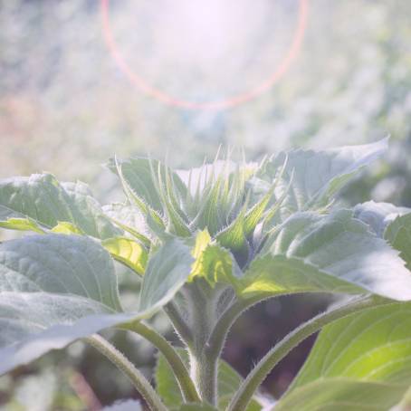 Detailed CloseUp of Sunflower Buds with Bokeh Background