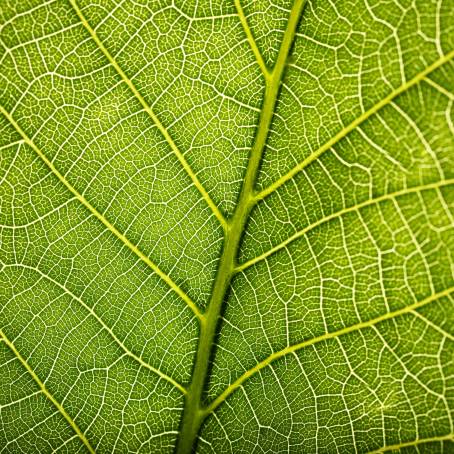 Detailed Green Mint Leaves CloseUp of Vibrant Patterns and Textures in Foliage